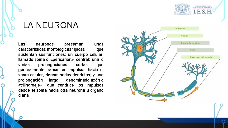 LA NEURONA Las neuronas presentan unas características morfológicas típicas que sustentan sus funciones: un LA NEURONA Las neuronas presentan unas características morfológicas típicas que sustentan sus funciones: un