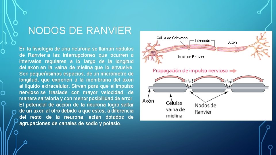 NODOS DE RANVIER En la fisiología de una neurona se llaman nódulos de Ranvier NODOS DE RANVIER En la fisiología de una neurona se llaman nódulos de Ranvier