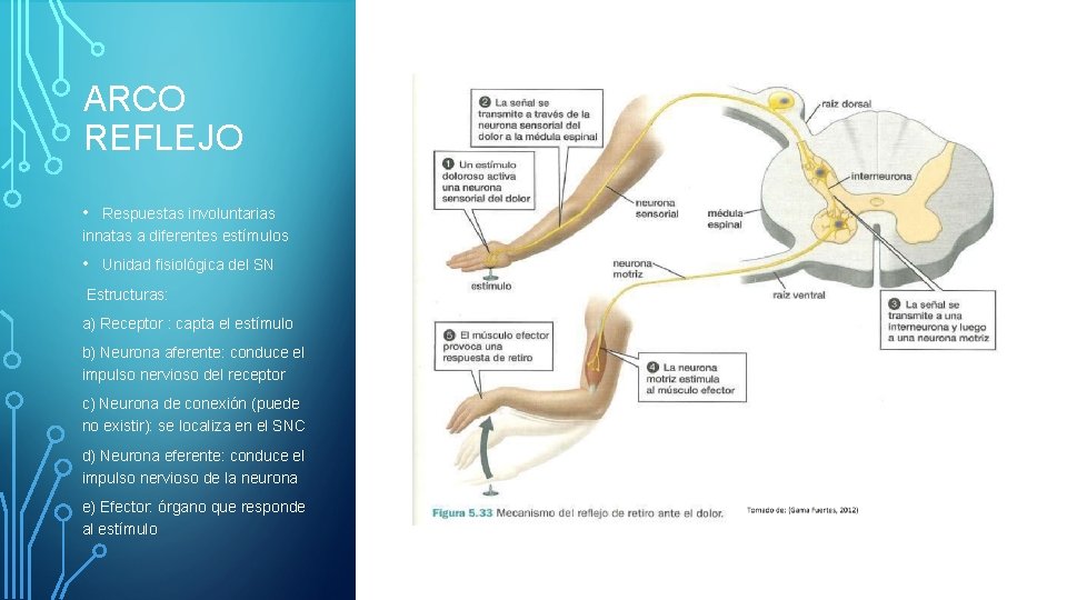 ARCO REFLEJO • Respuestas involuntarias innatas a diferentes estímulos • Unidad fisiológica del SN ARCO REFLEJO • Respuestas involuntarias innatas a diferentes estímulos • Unidad fisiológica del SN