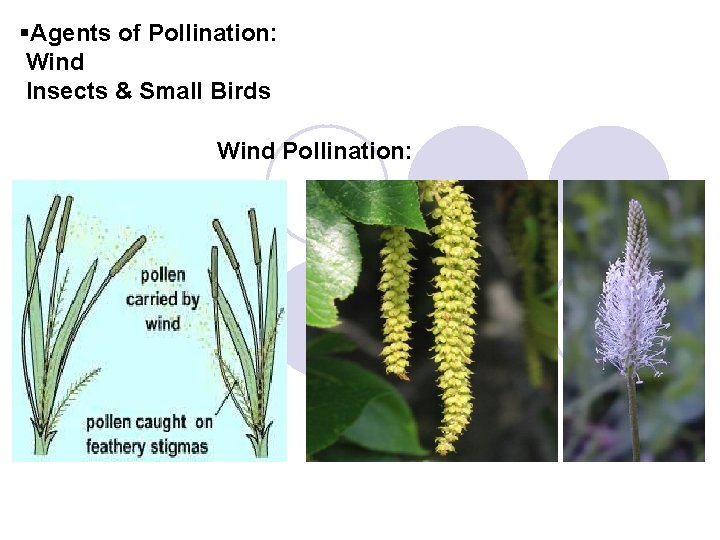 §Agents of Pollination: Wind Insects & Small Birds Wind Pollination: 