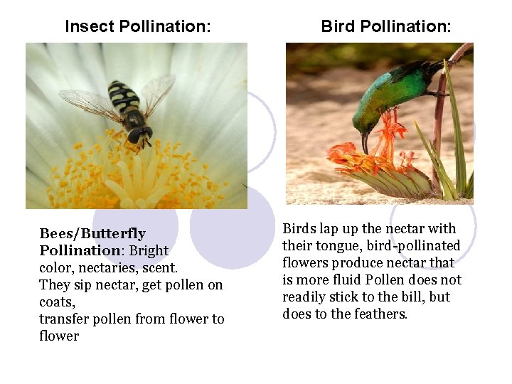 Insect Pollination: Bees/Butterfly Pollination: Bright color, nectaries, scent. They sip nectar, get pollen on