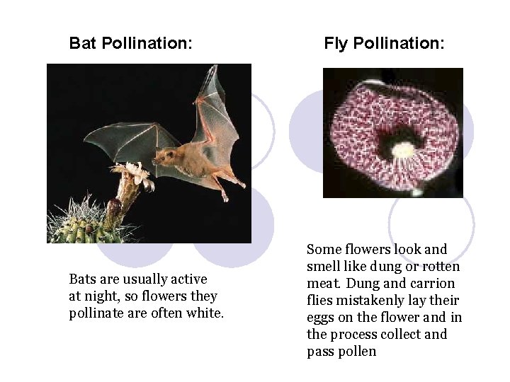 Bat Pollination: Bats are usually active at night, so flowers they pollinate are often