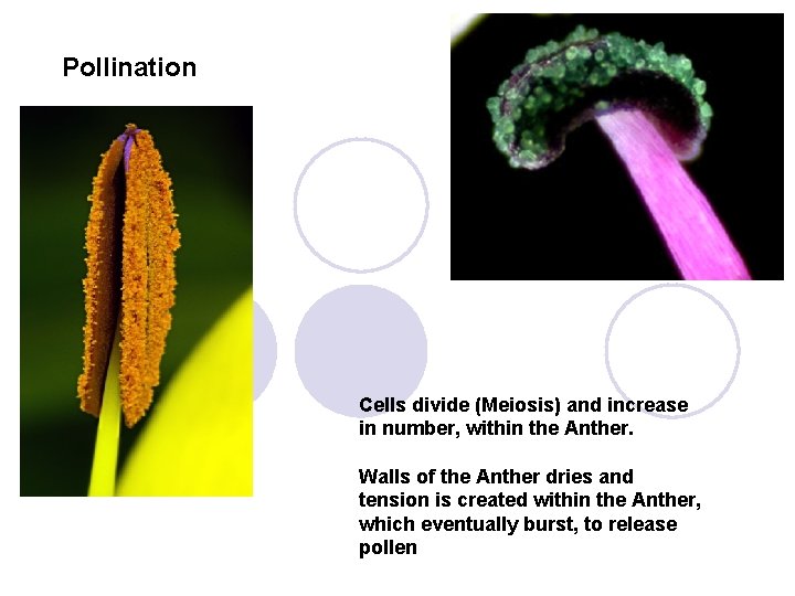 Pollination Cells divide (Meiosis) and increase in number, within the Anther. Walls of the
