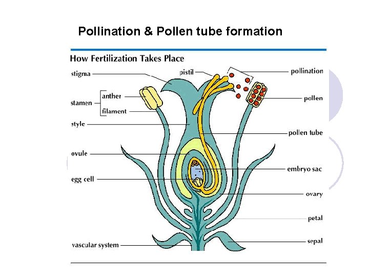 Pollination & Pollen tube formation 