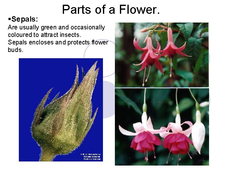 §Sepals: Parts of a Flower. Are usually green and occasionally coloured to attract insects.