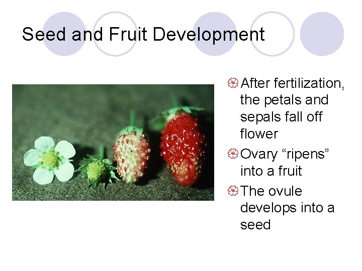 Seed and Fruit Development { After fertilization, the petals and sepals fall off flower