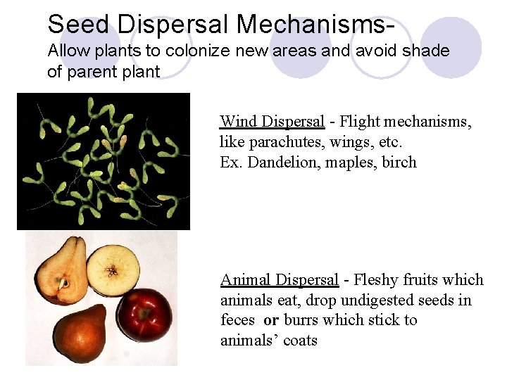 Seed Dispersal Mechanisms. Allow plants to colonize new areas and avoid shade of parent