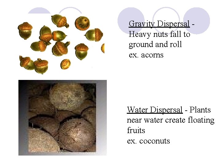 Gravity Dispersal Heavy nuts fall to ground and roll ex. acorns Water Dispersal -