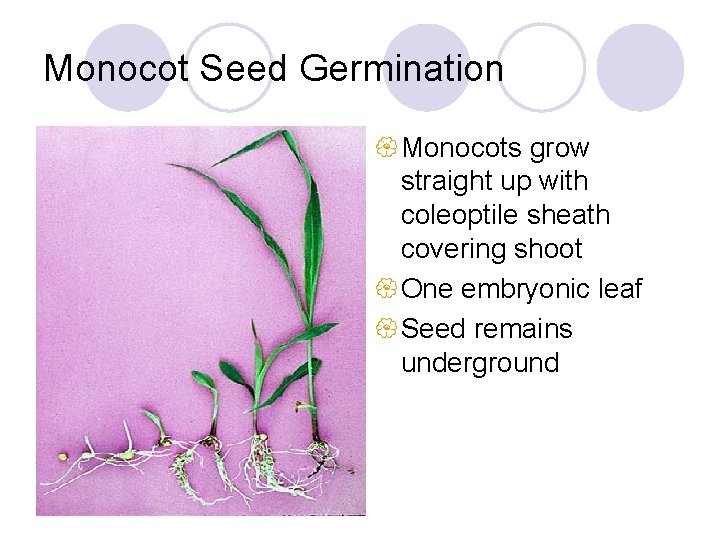 Monocot Seed Germination { Monocots grow straight up with coleoptile sheath covering shoot {