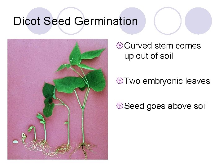 Dicot Seed Germination { Curved stem comes up out of soil { Two embryonic