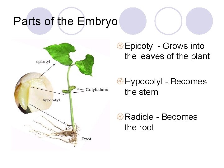 Parts of the Embryo { Epicotyl - Grows into the leaves of the plant