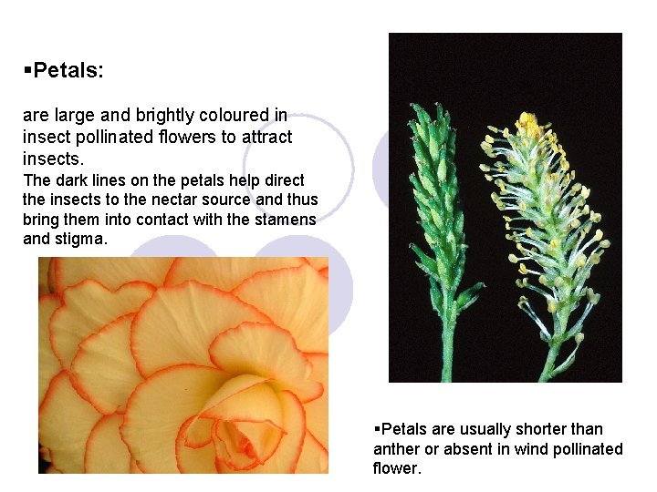 §Petals: are large and brightly coloured in insect pollinated flowers to attract insects. The