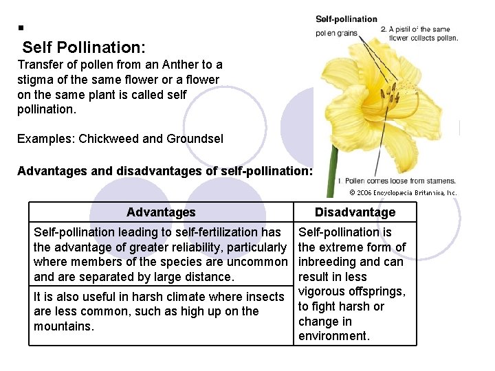 § Self Pollination: Transfer of pollen from an Anther to a stigma of the