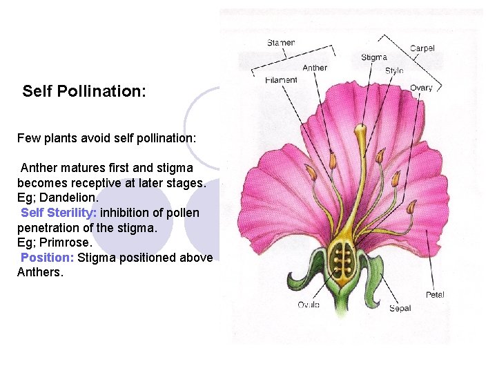 Self Pollination: Few plants avoid self pollination: Anther matures first and stigma becomes receptive