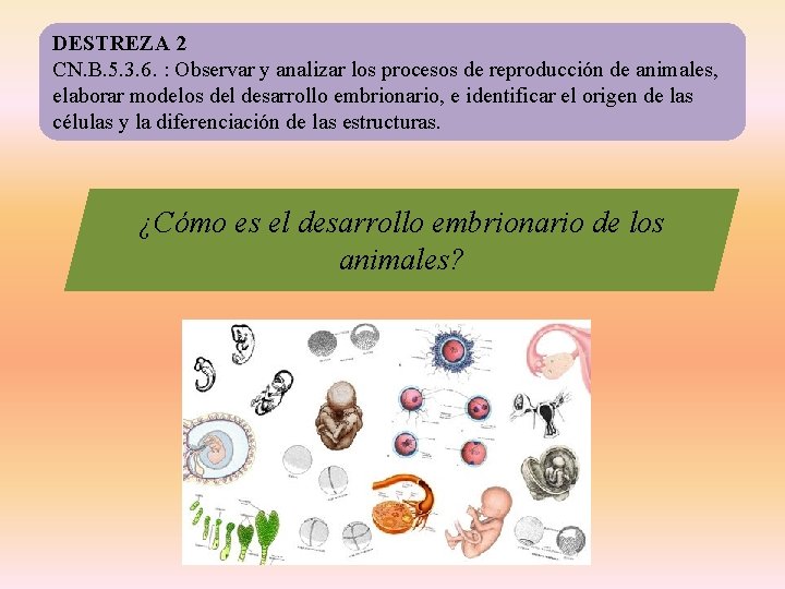 DESTREZA 2 CN. B. 5. 3. 6. : Observar y analizar los procesos de