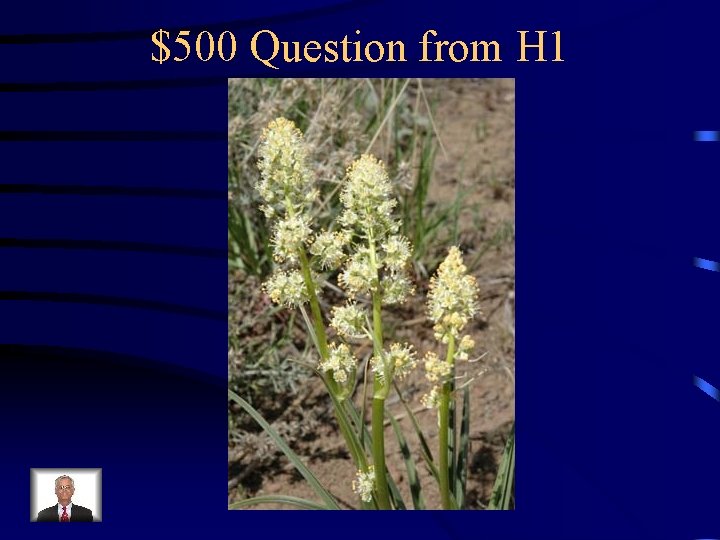 $500 Question from H 1 