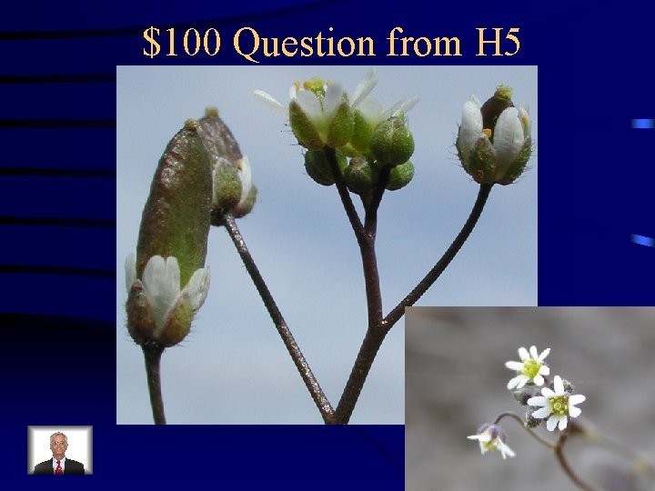 $100 Question from H 5 