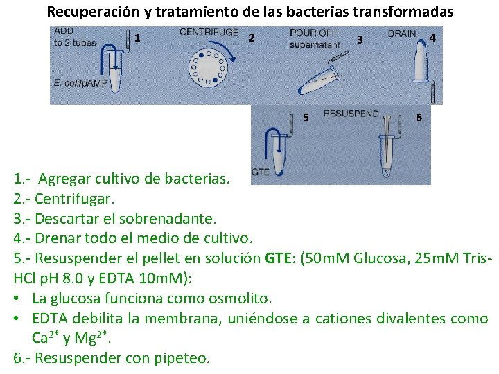 Recuperación y tratamiento de las bacterias transformadas 1 2 4 3 5 6 1.