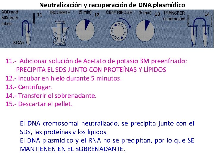 Neutralización y recuperación de DNA plasmídico 11 12 13 11. - Adicionar solución de
