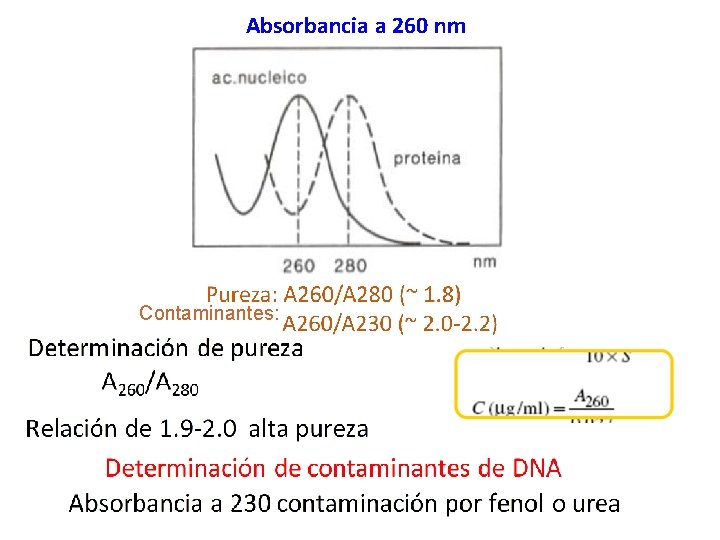 Absorbancia a 260 nm Contaminantes: 