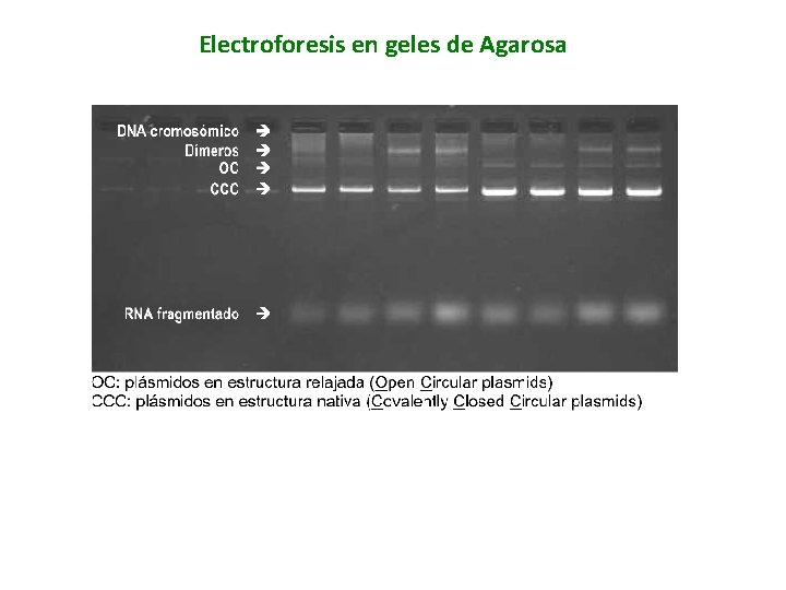 Electroforesis en geles de Agarosa 