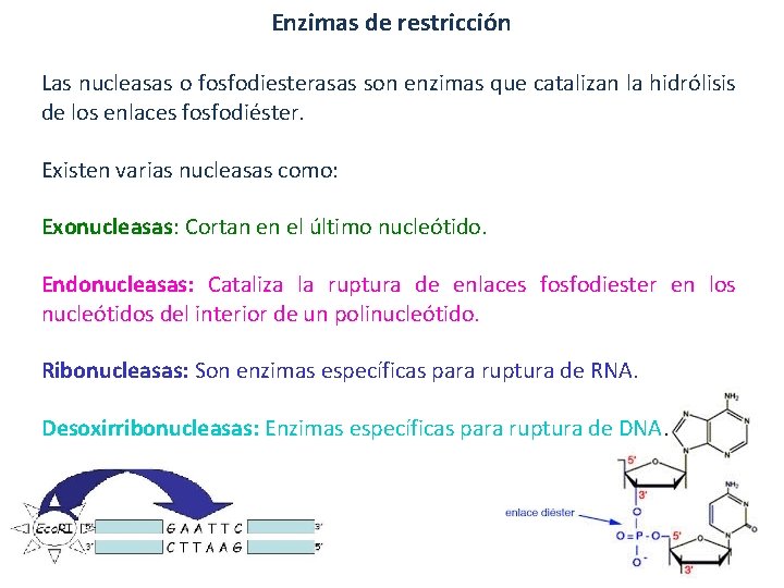 Enzimas de restricción Las nucleasas o fosfodiesterasas son enzimas que catalizan la hidrólisis de