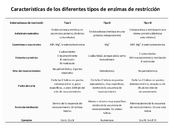 Características de los diferentes tipos de enzimas de restricción 