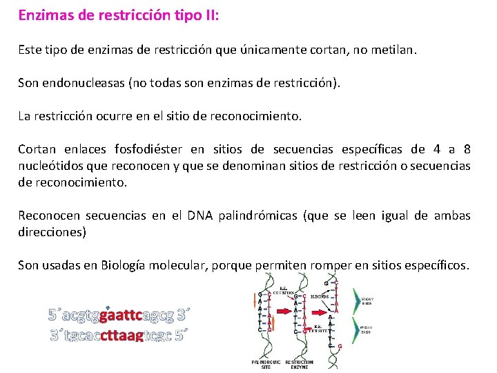 Enzimas de restricción tipo II: Este tipo de enzimas de restricción que únicamente cortan,