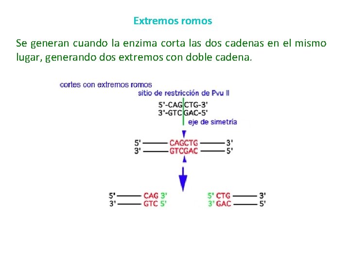 Extremos romos Se generan cuando la enzima corta las dos cadenas en el mismo