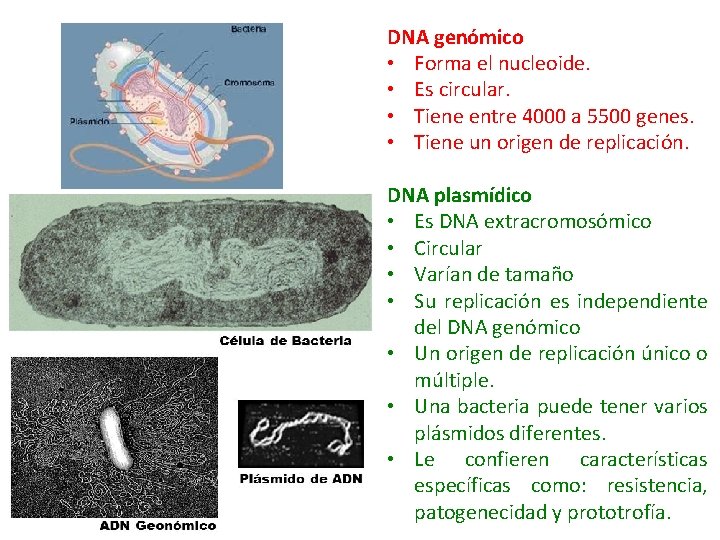 DNA genómico • Forma el nucleoide. • Es circular. • Tiene entre 4000 a