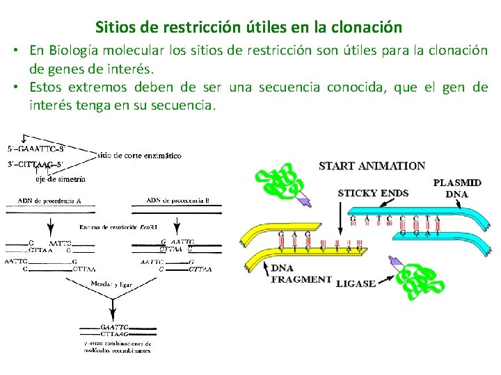 Sitios de restricción útiles en la clonación • En Biología molecular los sitios de