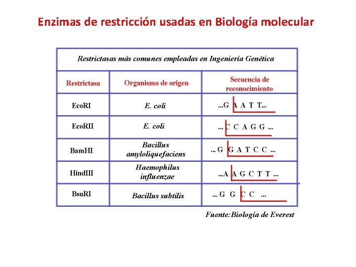 Enzimas de restricción usadas en Biología molecular 