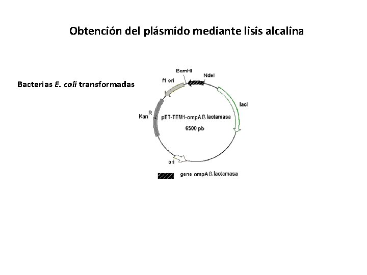Obtención del plásmido mediante lisis alcalina Bacterias E. coli transformadas 