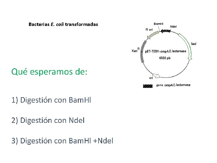 Bacterias E. coli transformadas 