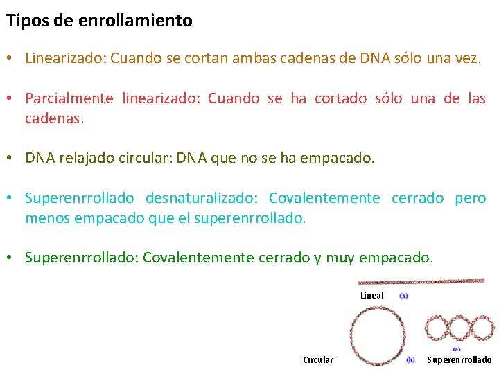 Tipos de enrollamiento • Linearizado: Cuando se cortan ambas cadenas de DNA sólo una