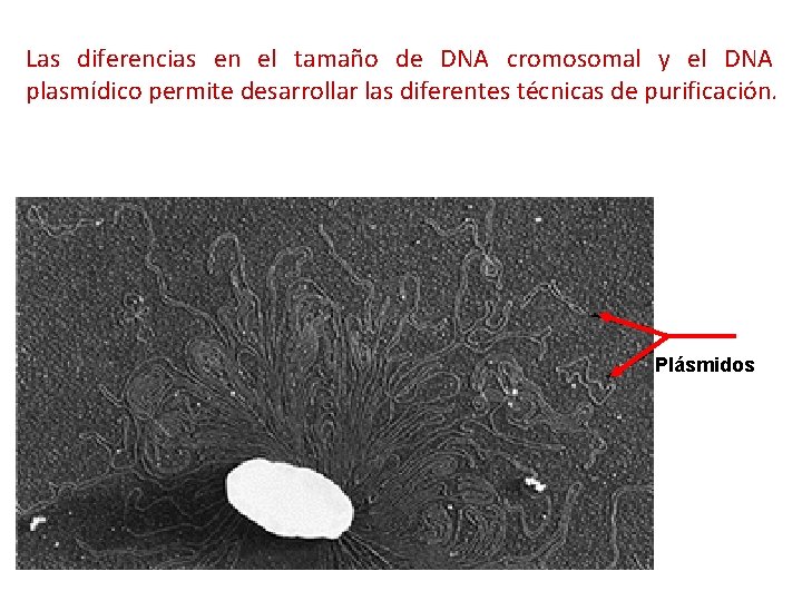 Las diferencias en el tamaño de DNA cromosomal y el DNA plasmídico permite desarrollar