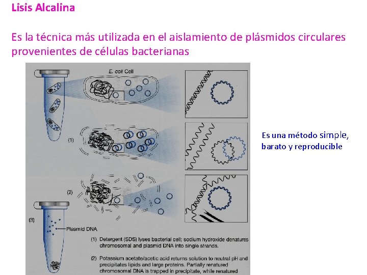 Lisis Alcalina Es la técnica más utilizada en el aislamiento de plásmidos circulares provenientes