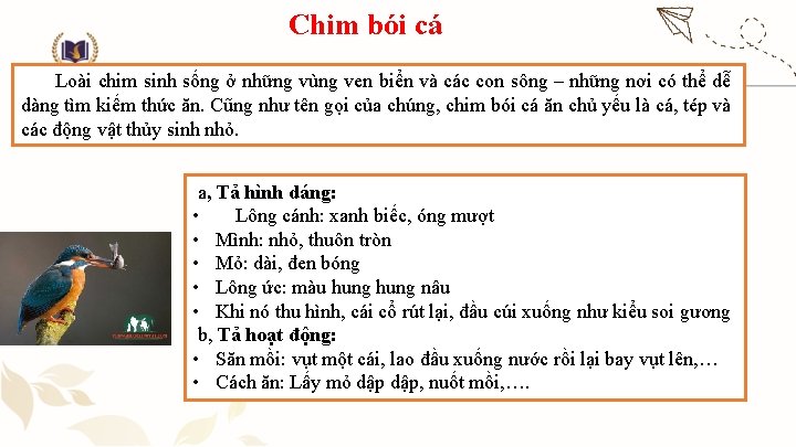 Chim bói cá Loài chim sinh sống ở những vùng ven biển và các