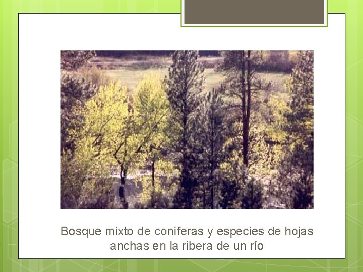 Bosque mixto de coníferas y especies de hojas anchas en la ribera de un