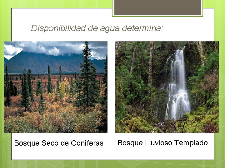 Disponibilidad de agua determina: Bosque Seco de Coníferas Bosque Lluvioso Templado 