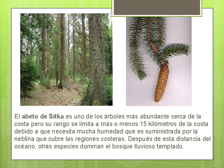 El abeto de Sitka es uno de los árboles más abundante cerca de la