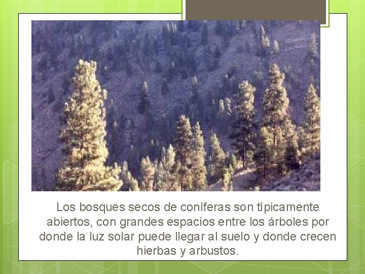 Los bosques secos de coníferas son típicamente abiertos, con grandes espacios entre los árboles