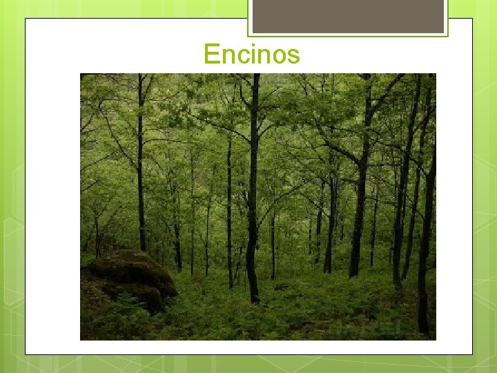 Encinos 