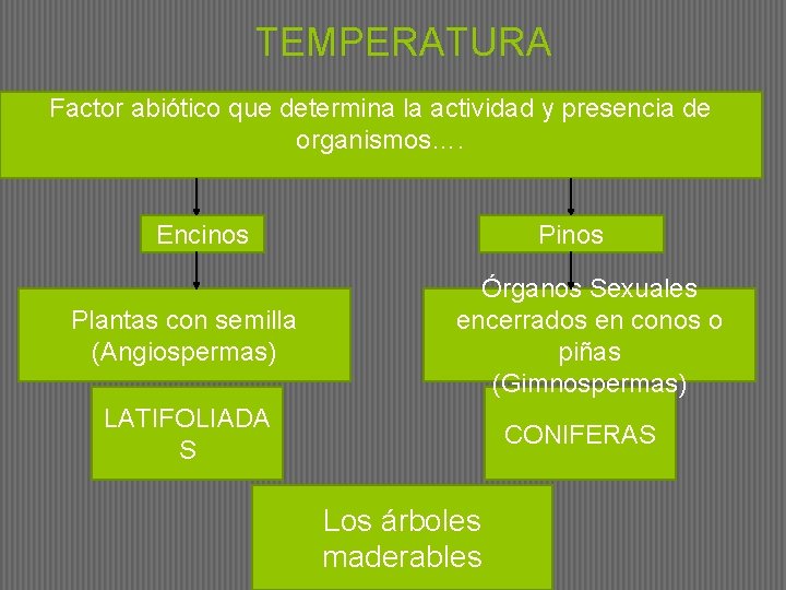 TEMPERATURA Factor abiótico que determina la actividad y presencia de organismos…. Encinos Plantas con