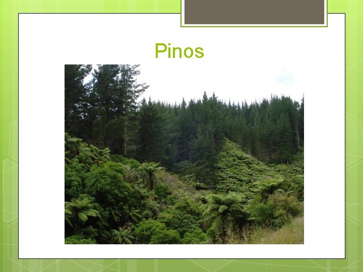 Pinos 