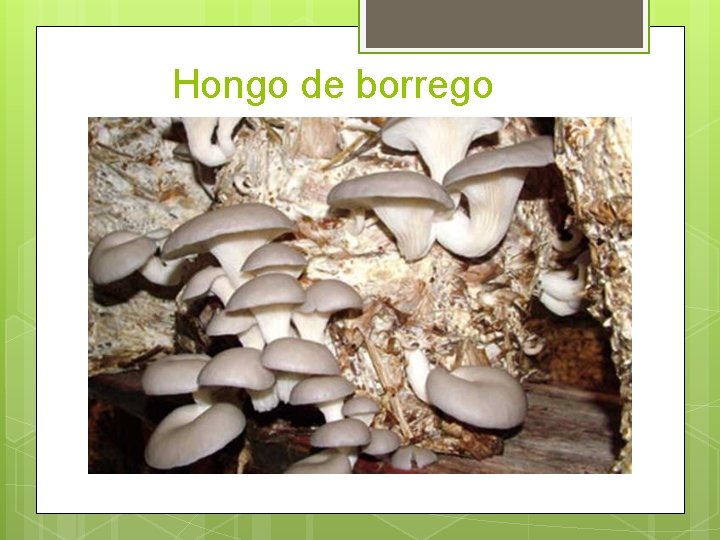 Hongo de borrego 