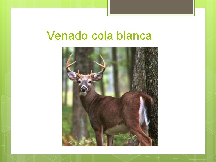 Venado cola blanca 