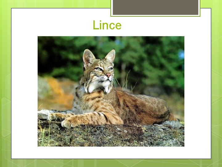 Lince 