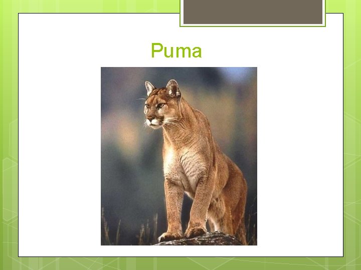 Puma 