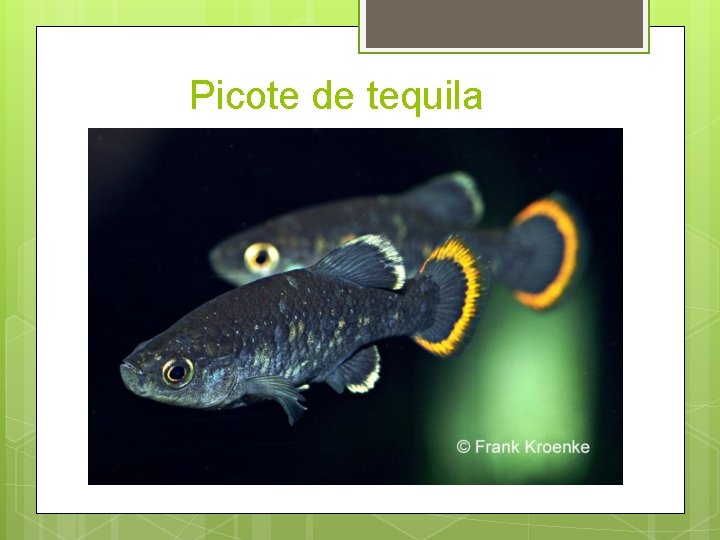 Picote de tequila 